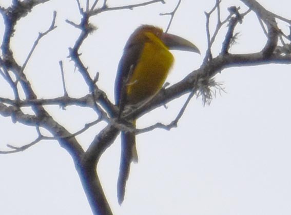 Saffron Toucanet - ML643686366