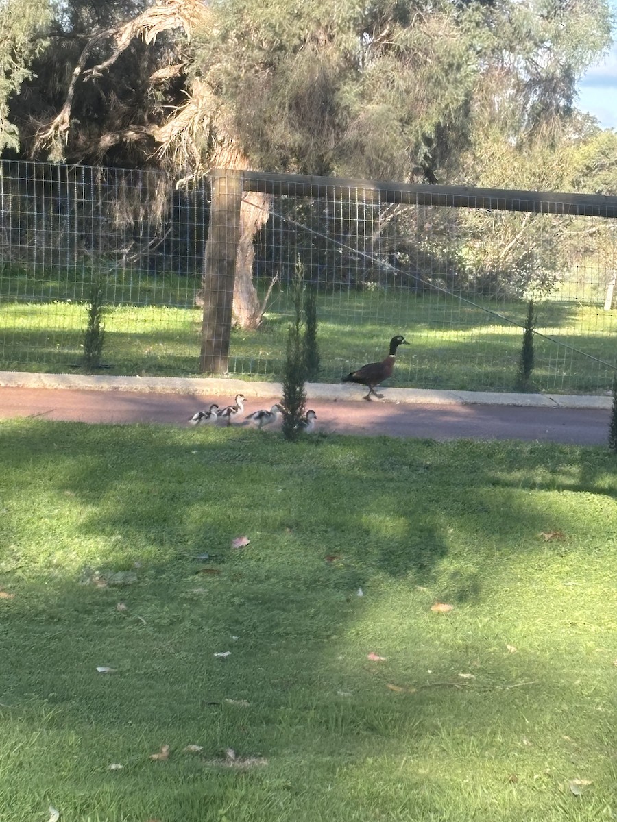 Australian Shelduck - ML643686372