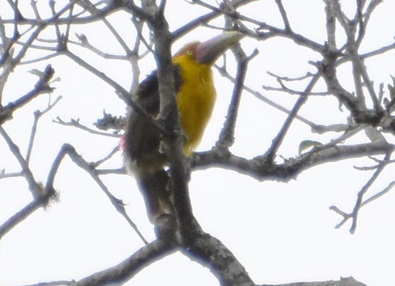 Saffron Toucanet - ML643686376