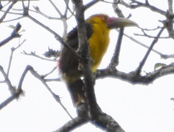 Saffron Toucanet - ML643686379