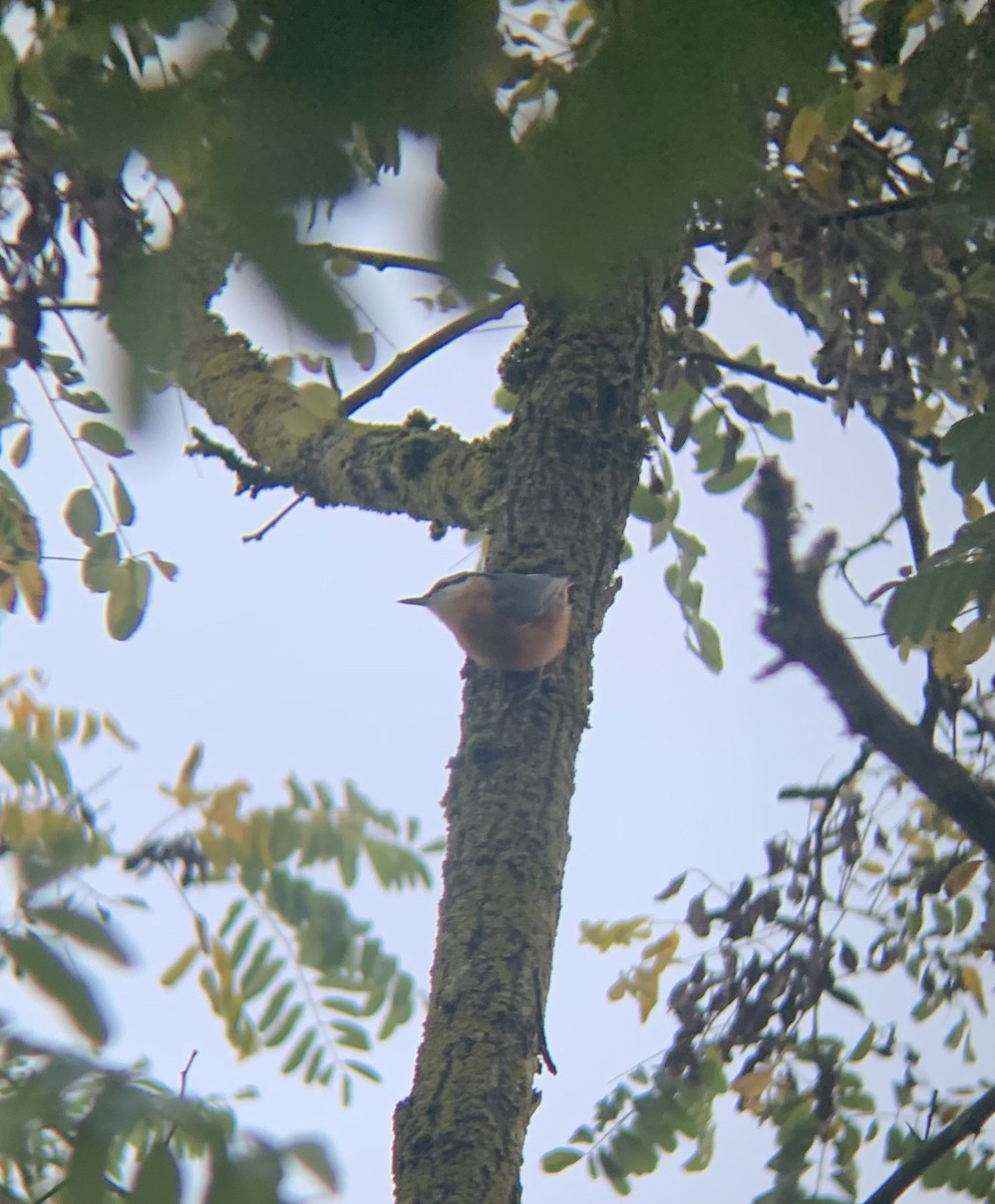 Eurasian Nuthatch - ML643686384
