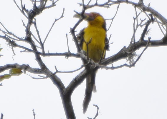 Saffron Toucanet - ML643686385
