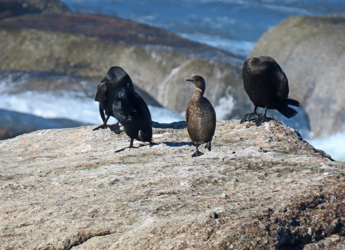Cape Cormorant - ML643686387