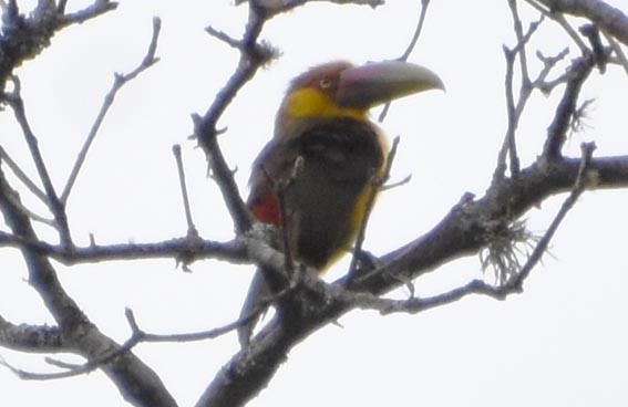 Saffron Toucanet - ML643686389