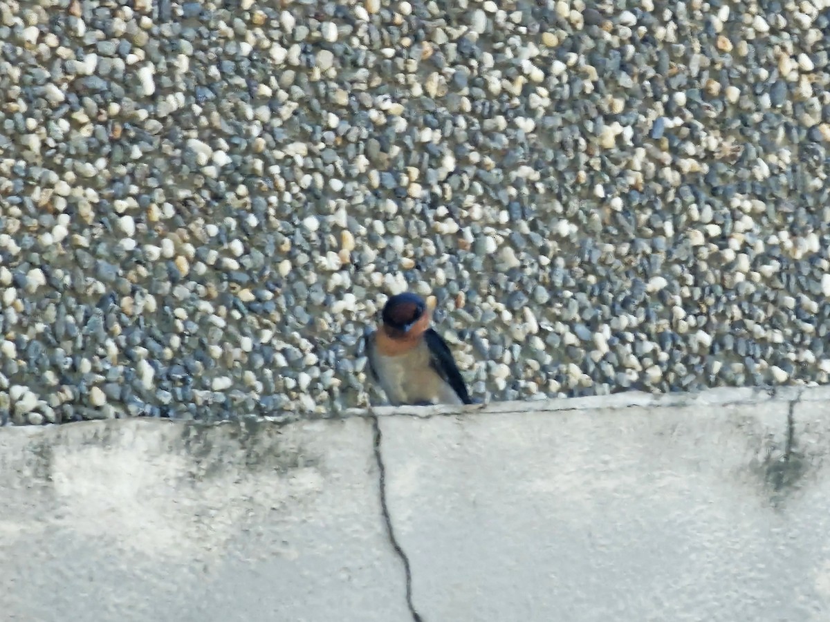 Pacific Swallow - ML643686406
