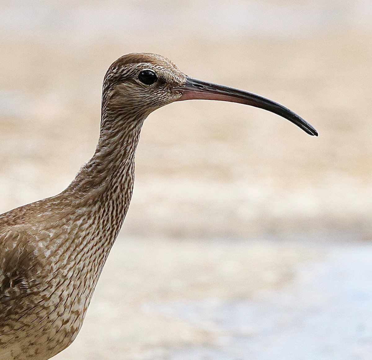 Eurasian Whimbrel - ML643686429