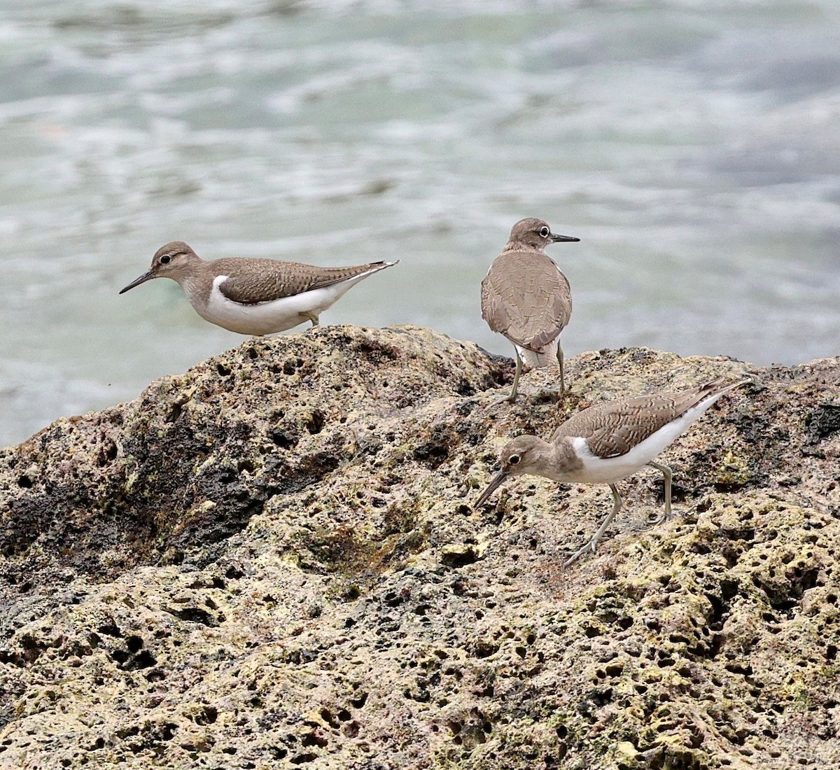 Common Sandpiper - ML643686434