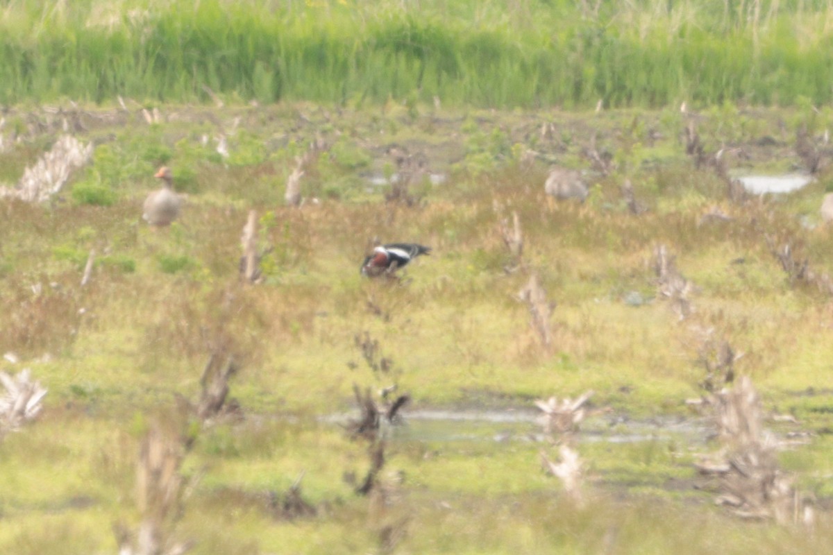 rødhalsgås - ML643686441