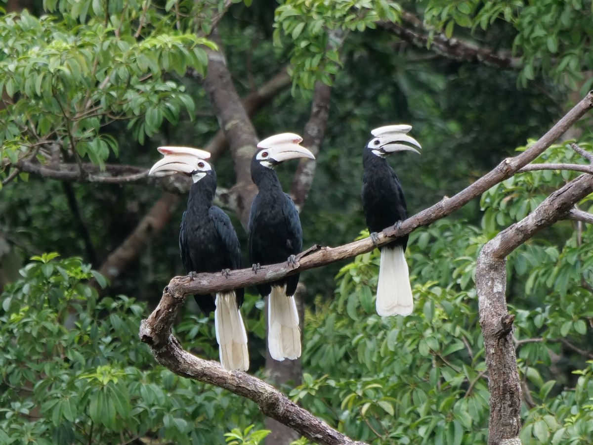 Palawan Hornbill - ML643686481