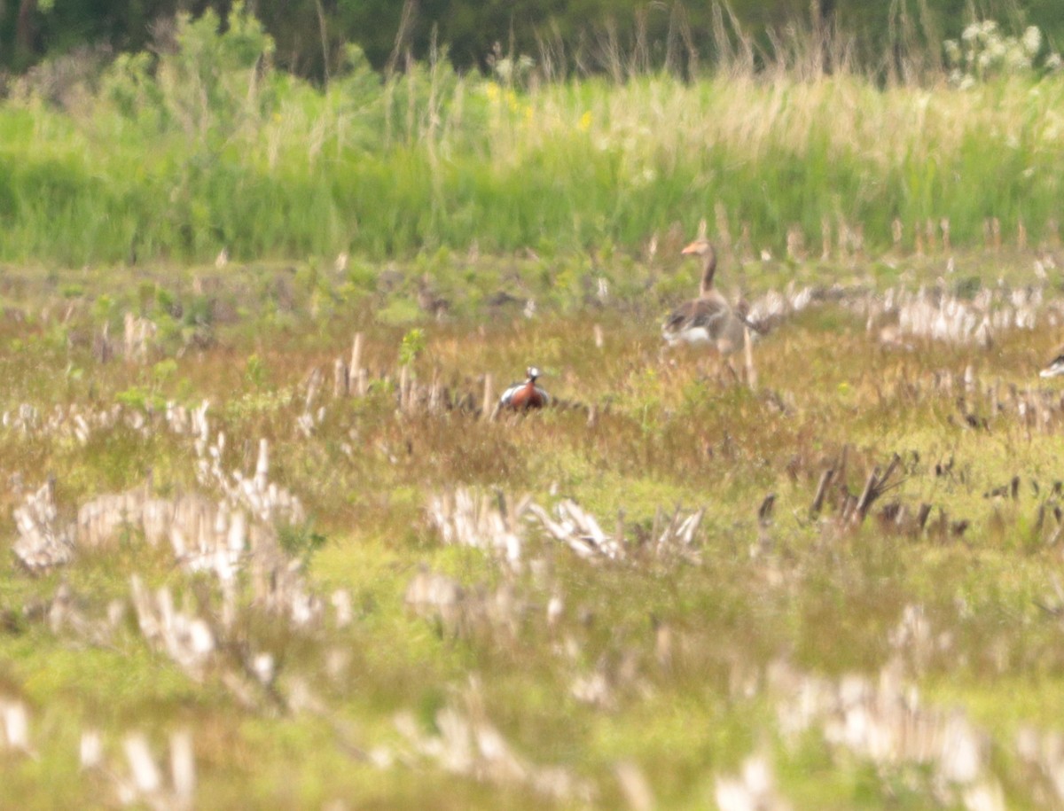 rødhalsgås - ML643686482