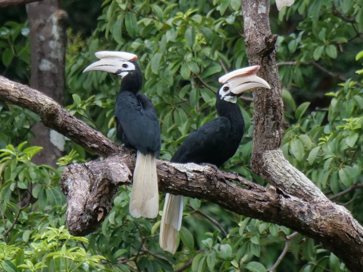 Palawan Hornbill - ML643686484