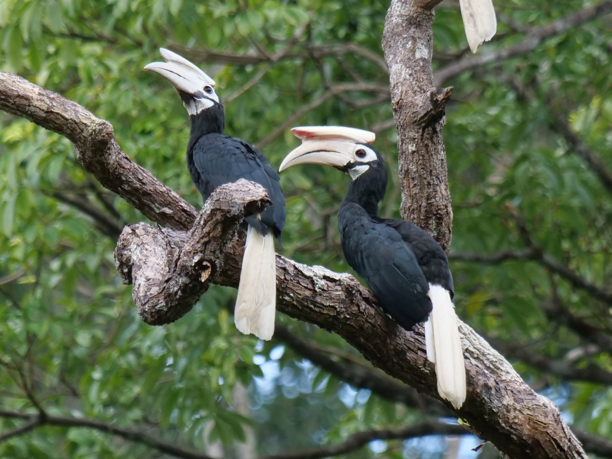 Palawan Hornbill - ML643686489