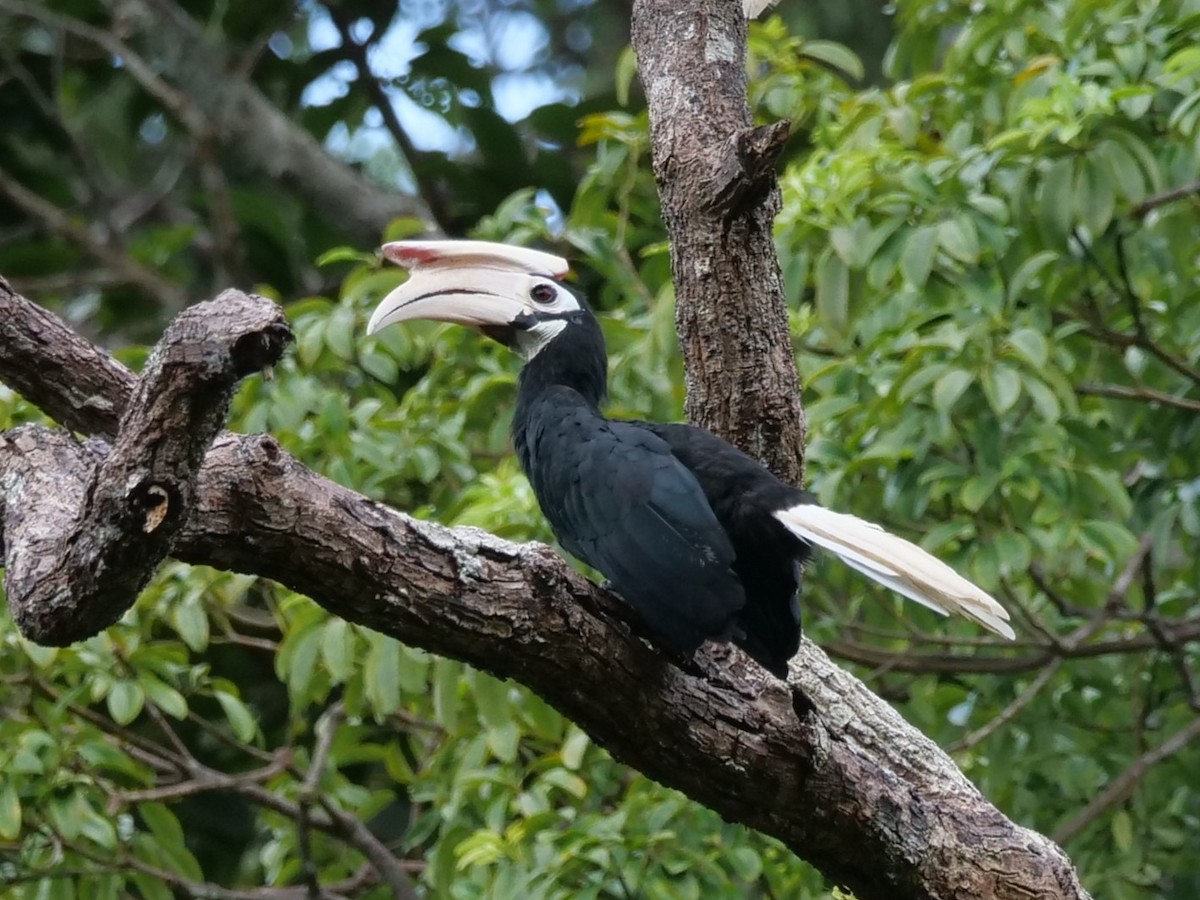 Palawan Hornbill - ML643686492