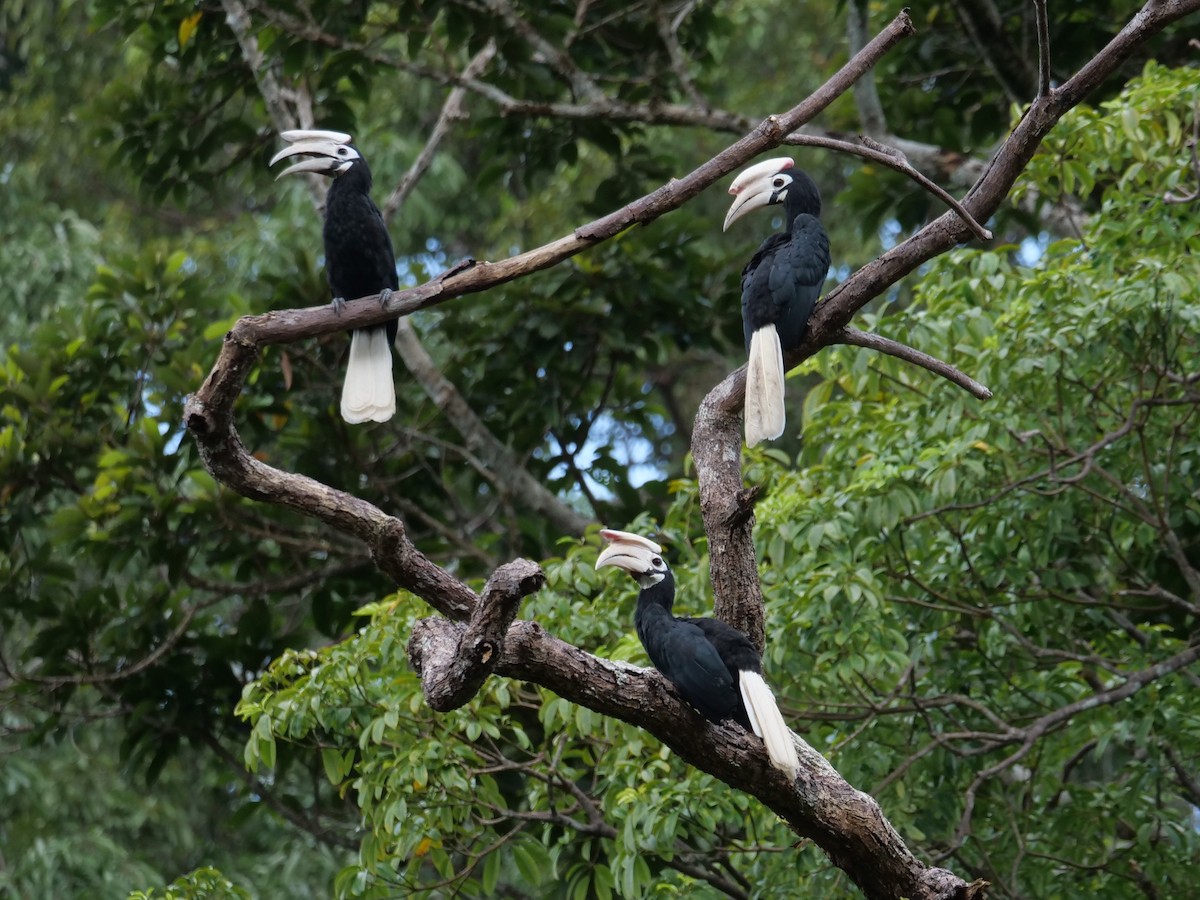 Palawan Hornbill - ML643686499