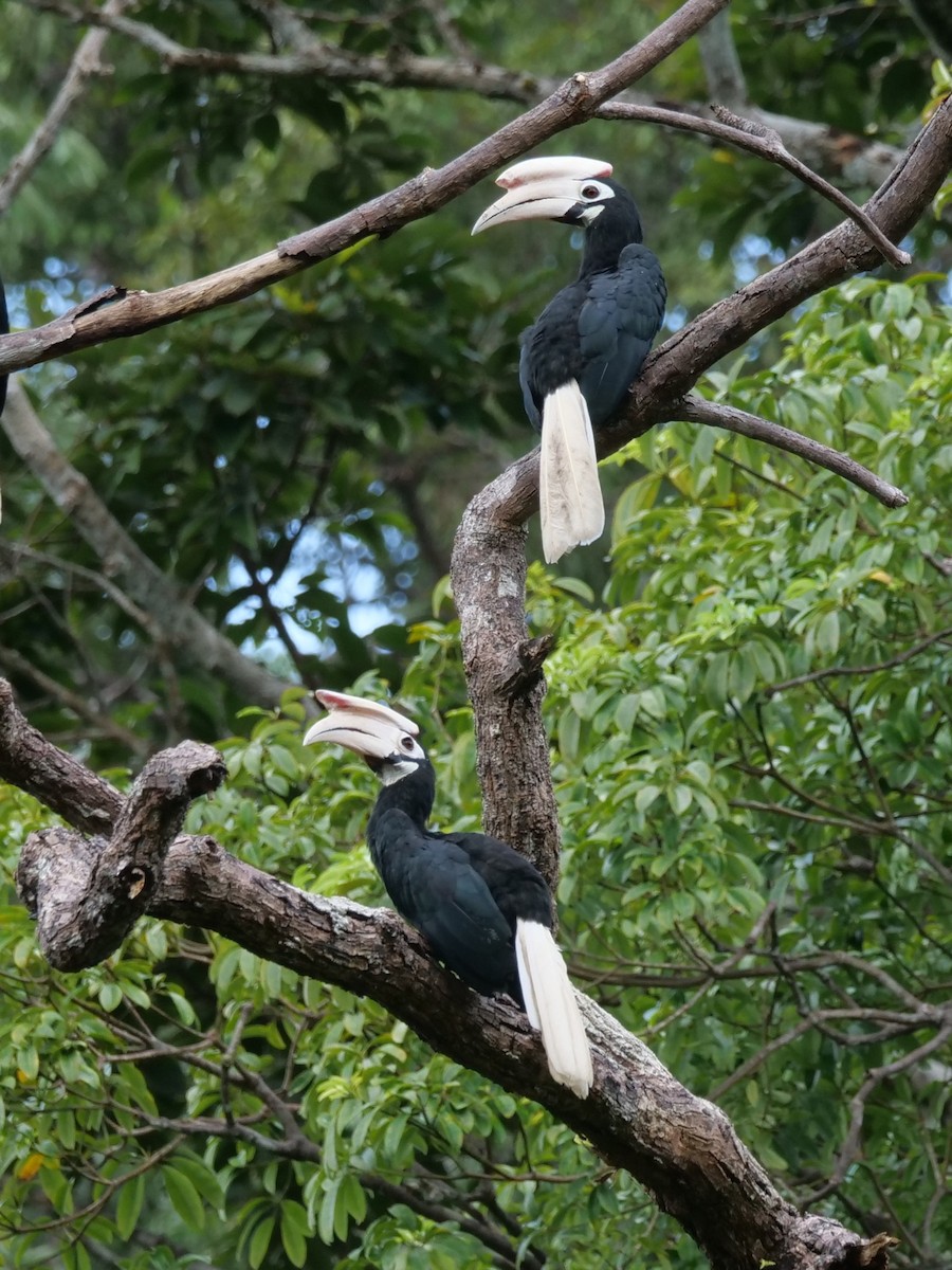 Palawan Hornbill - ML643686503