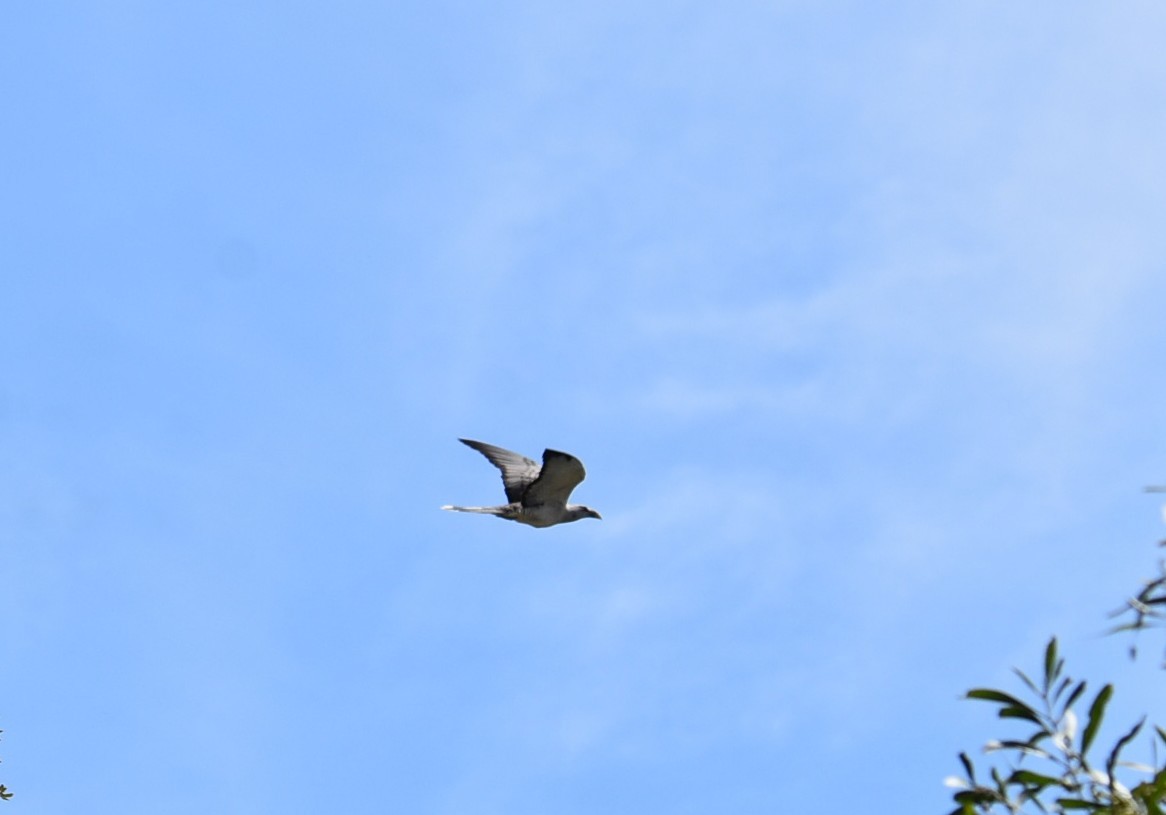 Channel-billed Cuckoo - ML643686526