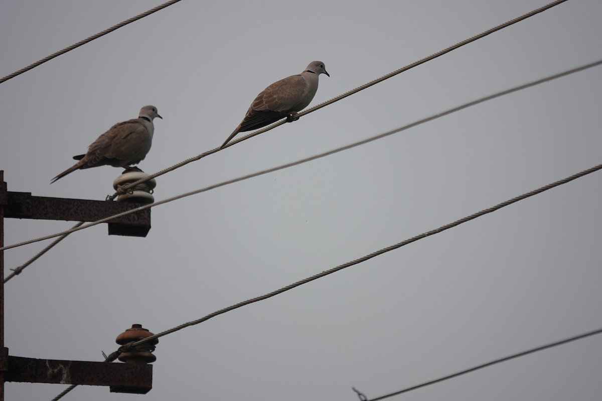 Eurasian Collared-Dove - ML643686540