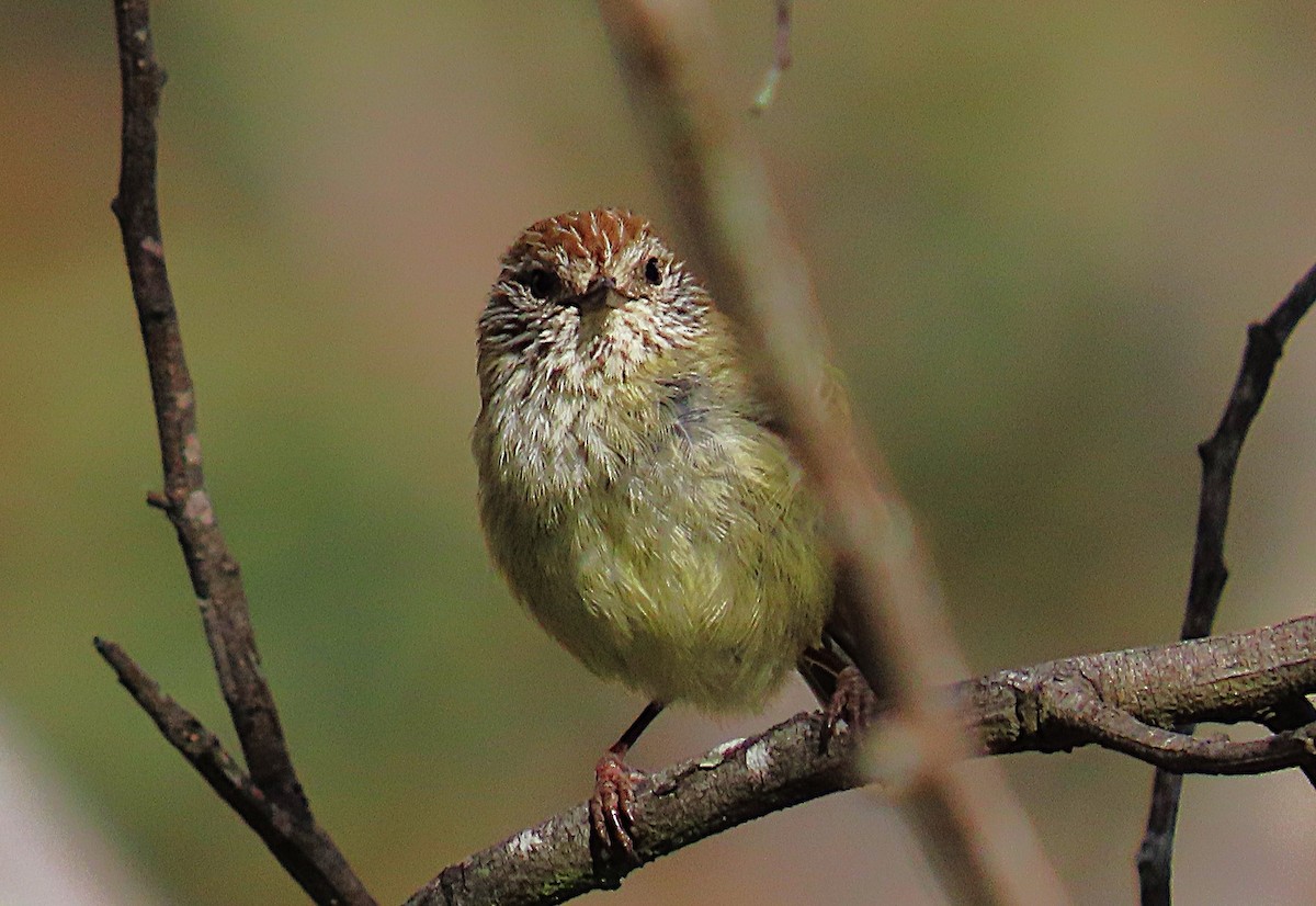 Striated Thornbill - ML643686552