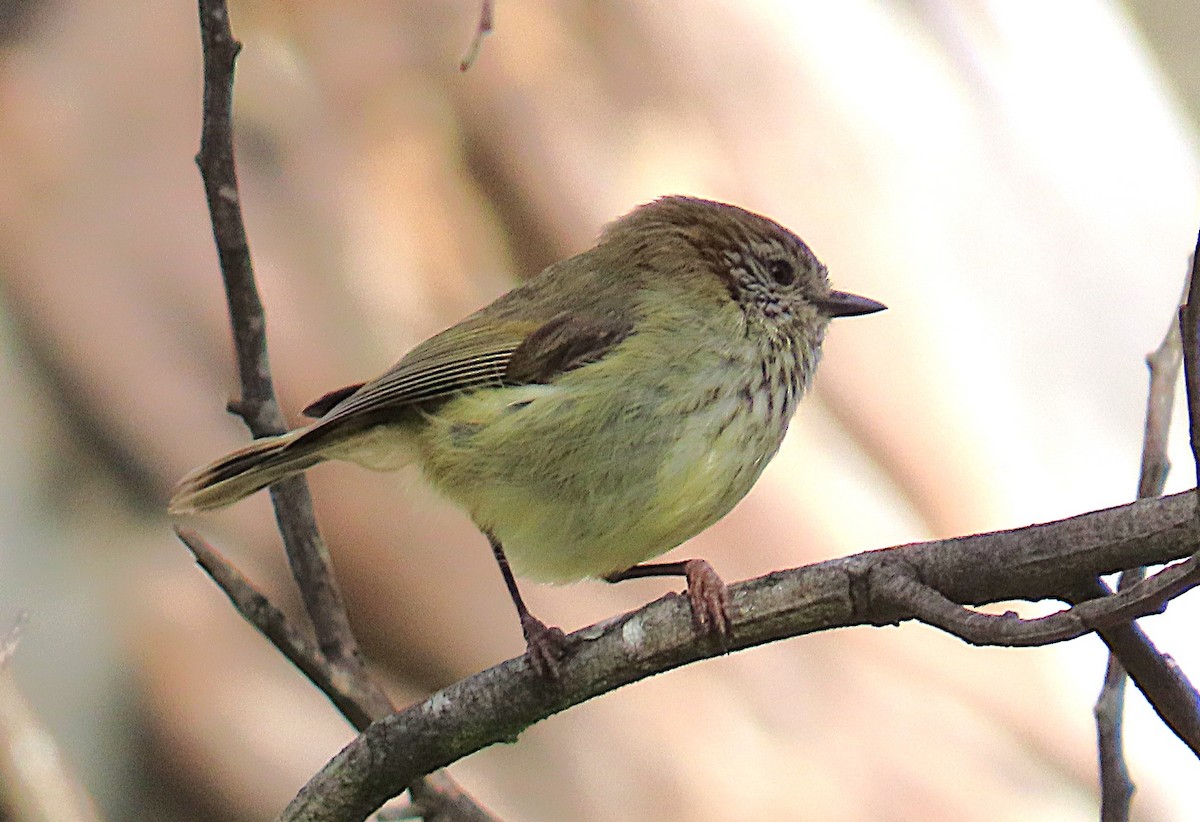 Striated Thornbill - ML643686553