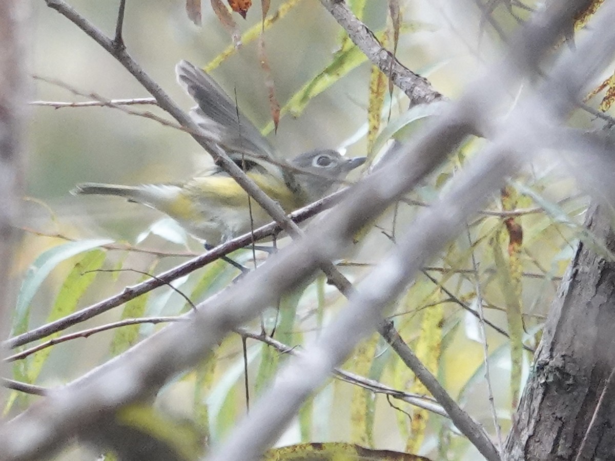 Blue-headed Vireo - ML643686575
