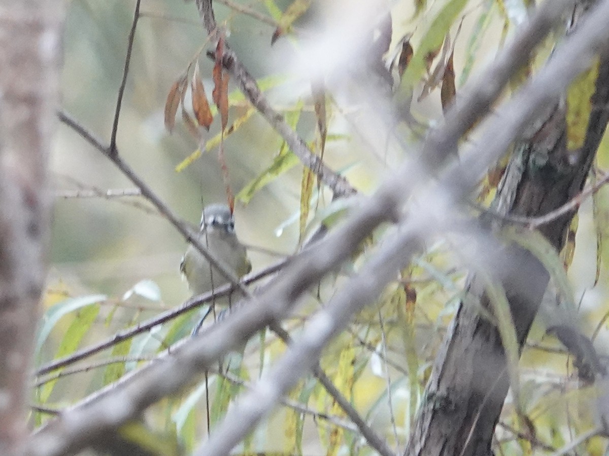 Blue-headed Vireo - ML643686576
