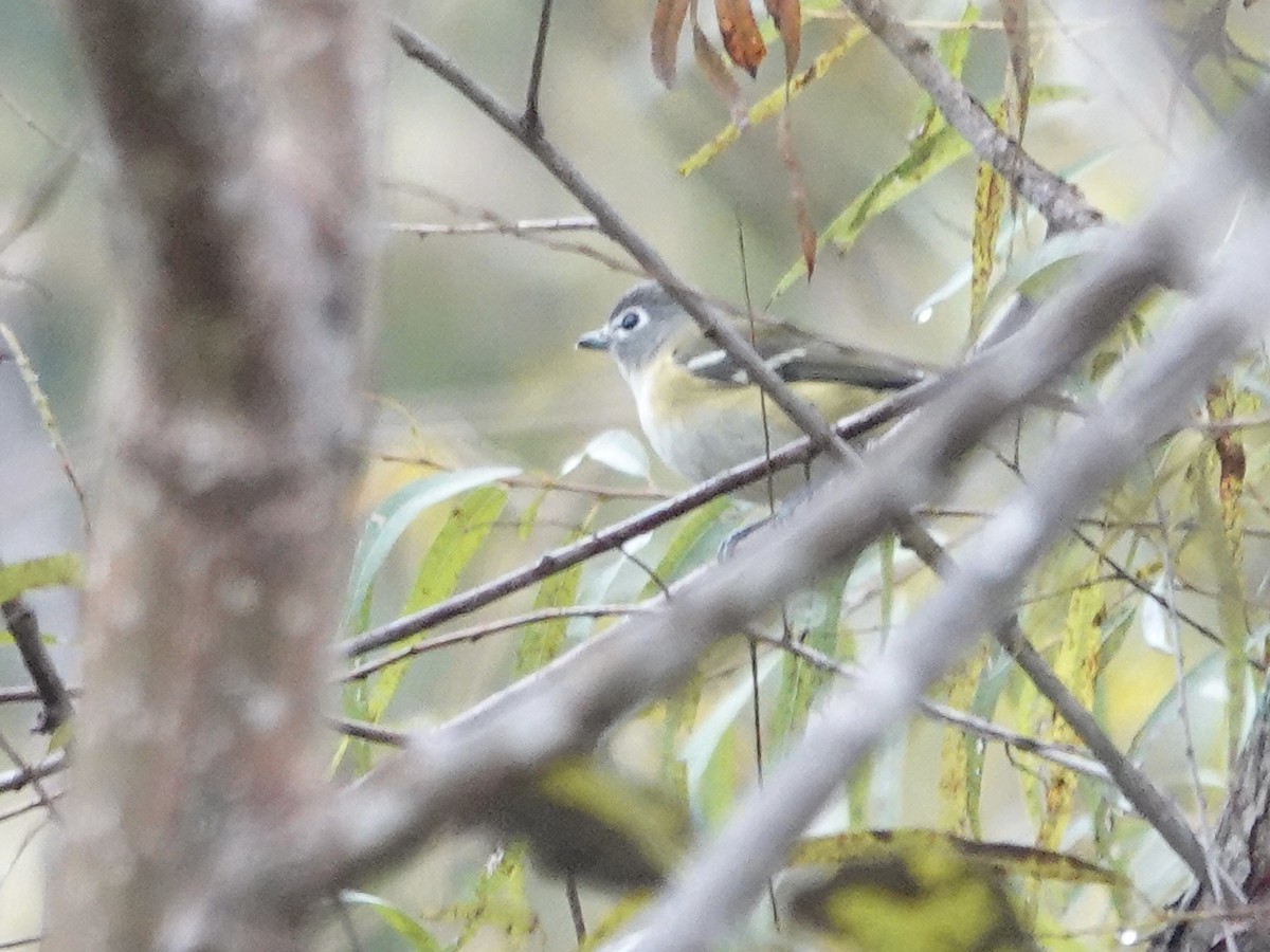 Blue-headed Vireo - ML643686577