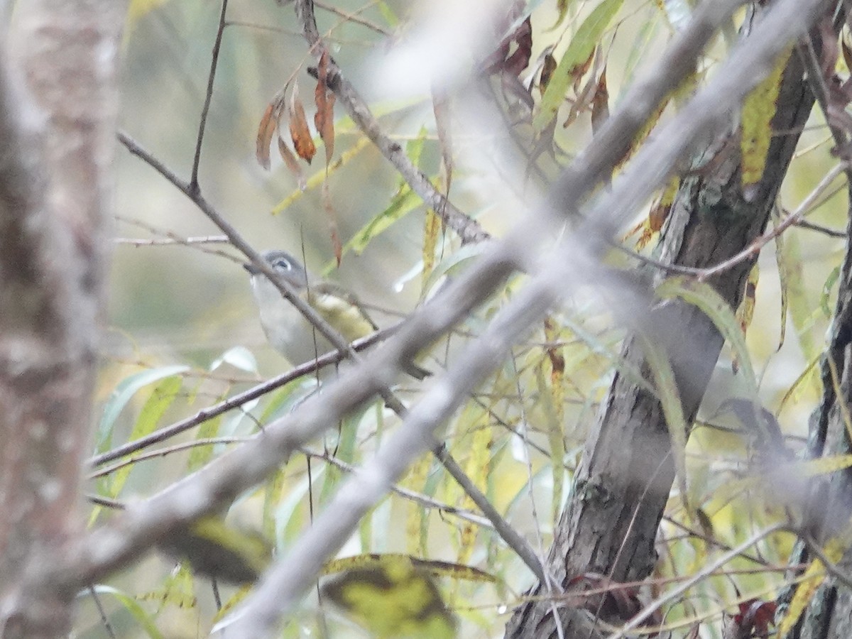 Blue-headed Vireo - ML643686578