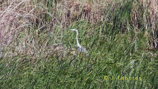 Хөх дэглий - ML643686579