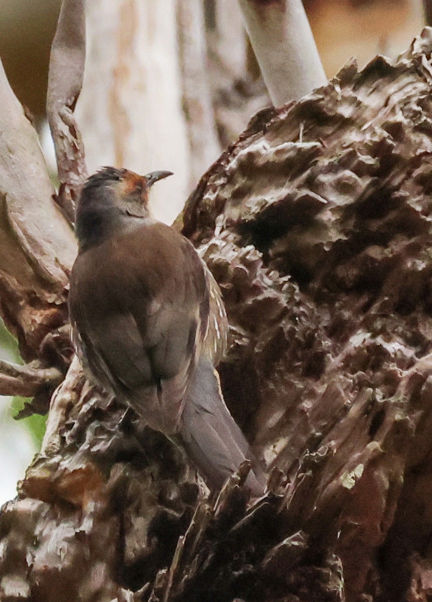 Red-browed Treecreeper - ML643686585