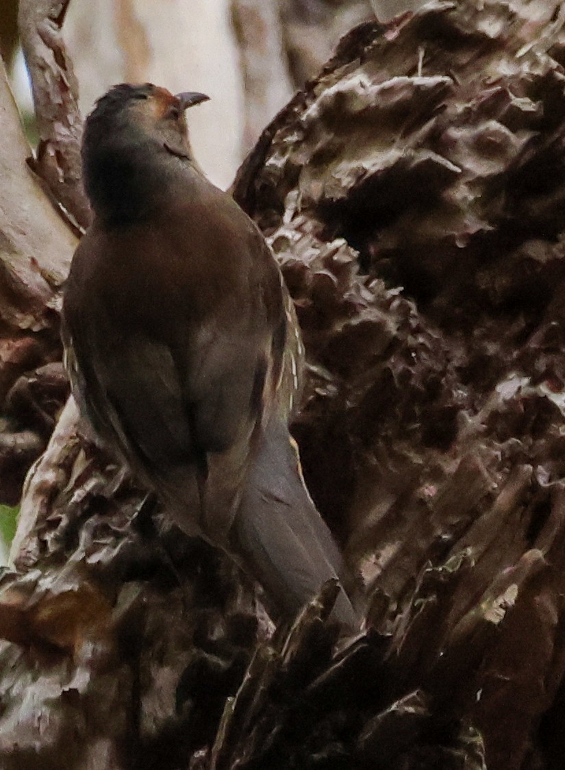 Red-browed Treecreeper - ML643686586
