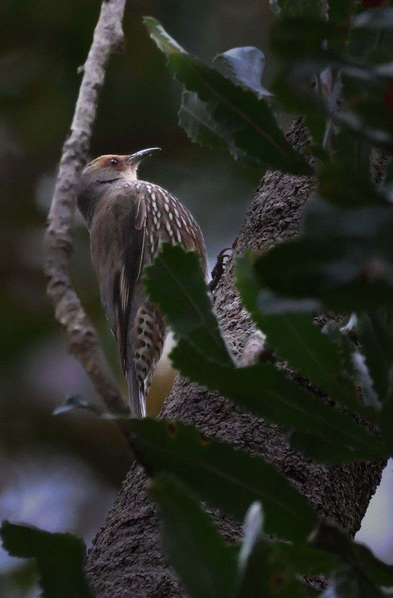 Red-browed Treecreeper - ML643686587
