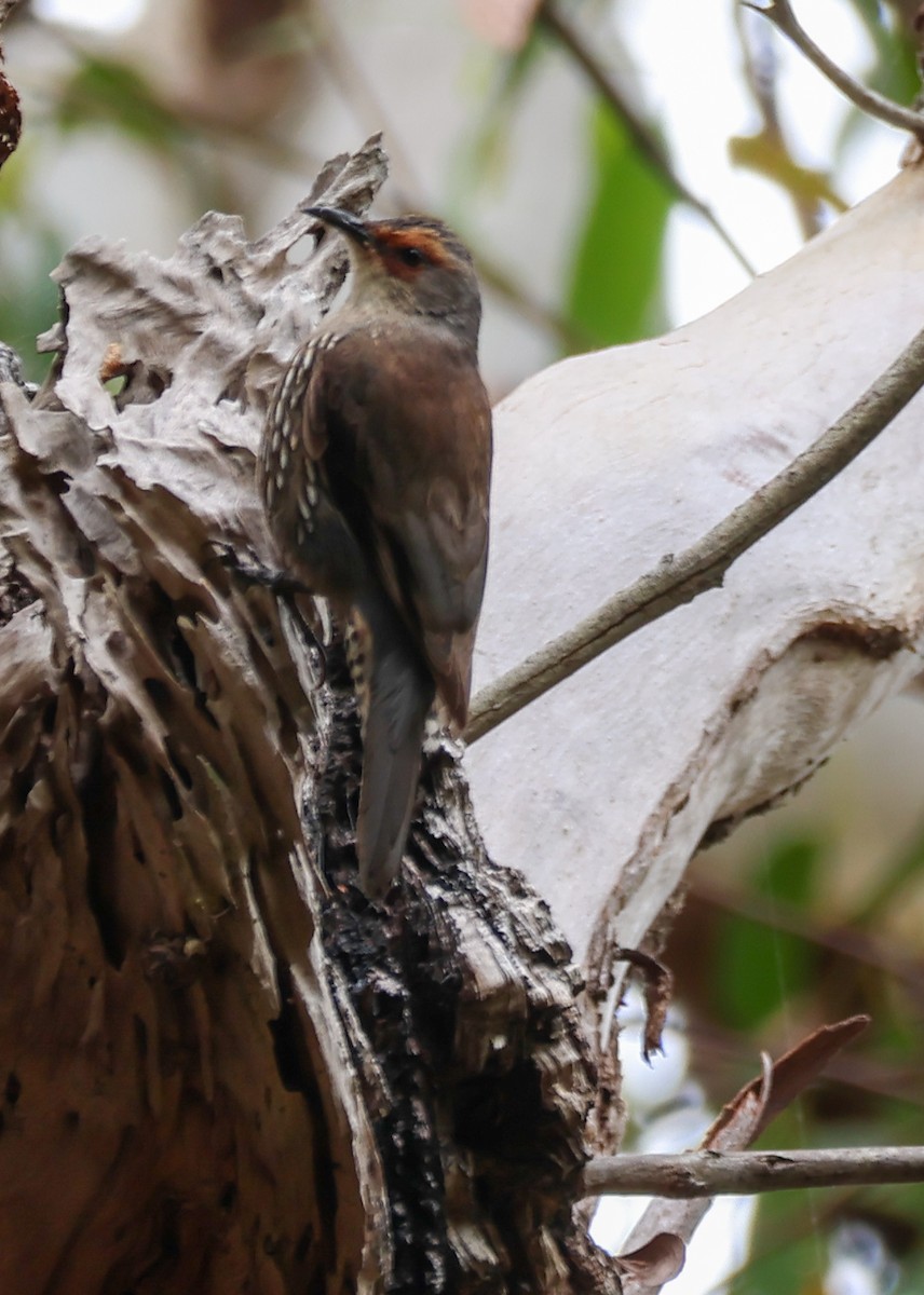 Red-browed Treecreeper - ML643686588
