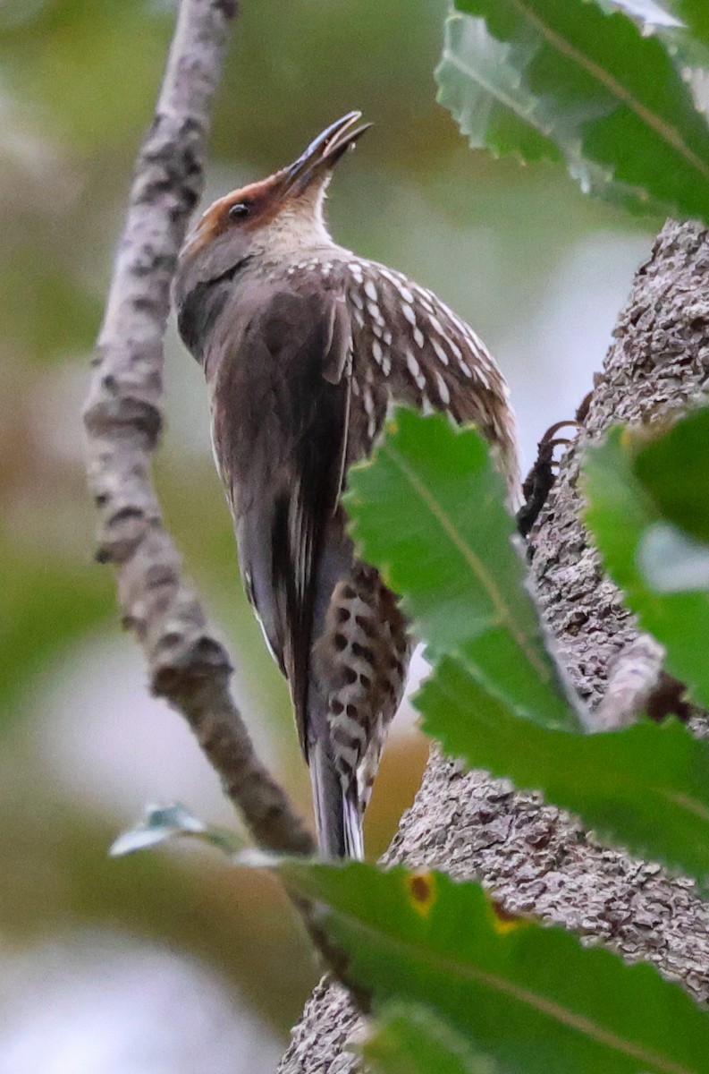 Red-browed Treecreeper - ML643686589