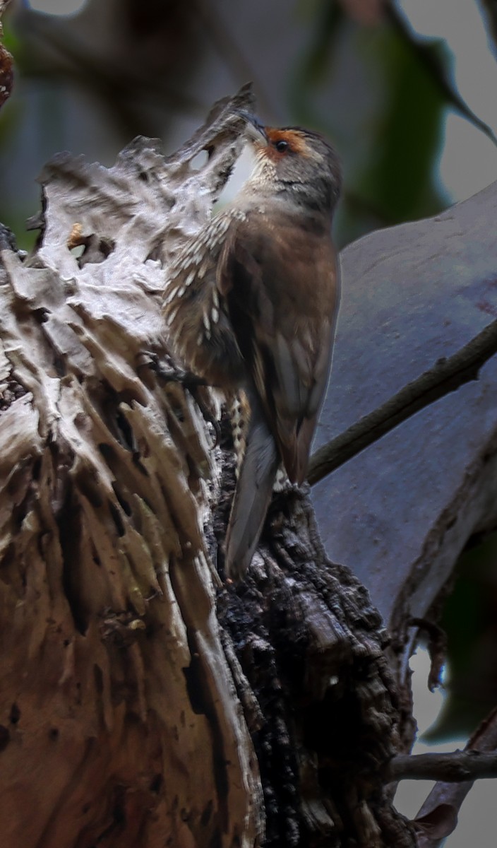 Red-browed Treecreeper - ML643686590
