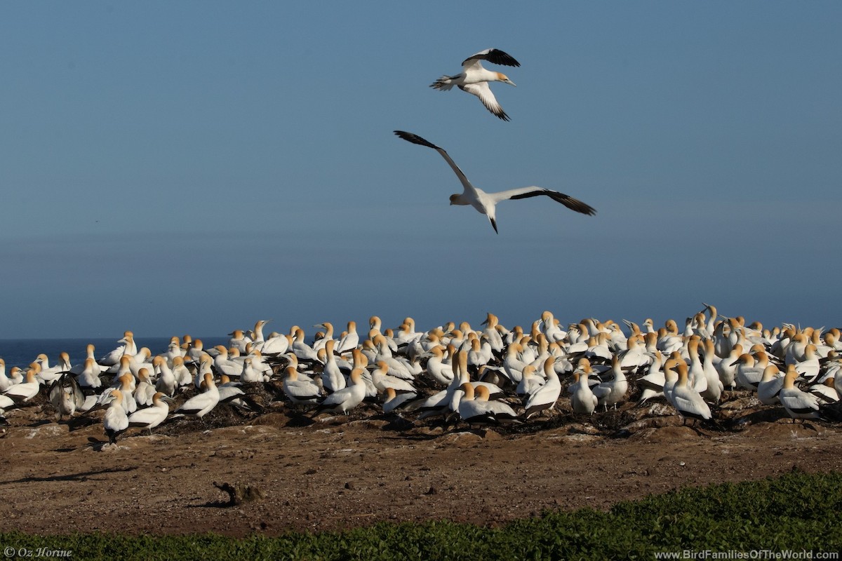 Australasian Gannet - ML643686598
