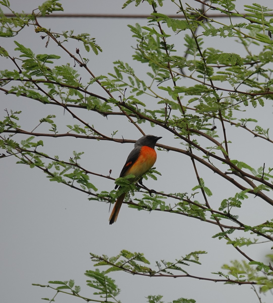Small Minivet - ML643686602