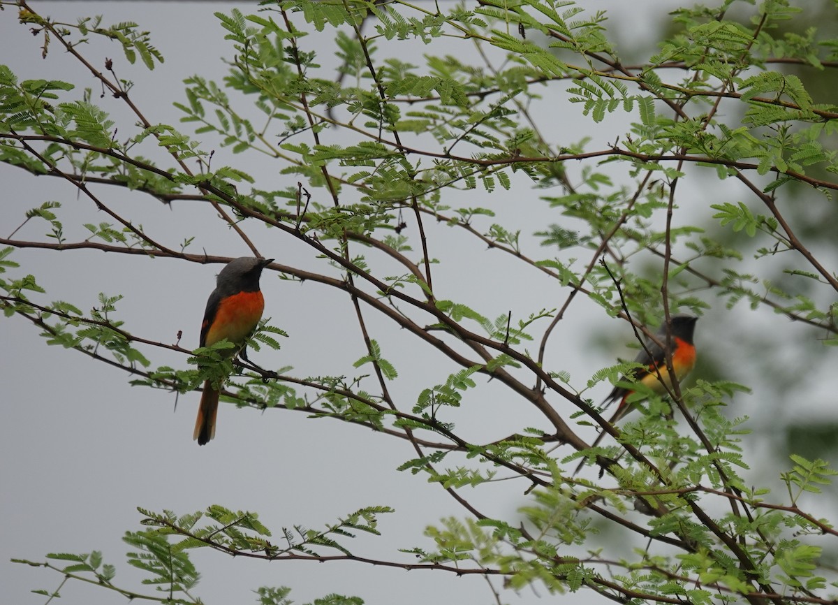 Small Minivet - ML643686603