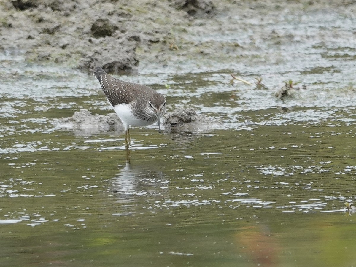 Solitary Sandpiper - ML643686606