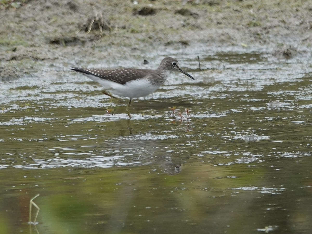 Solitary Sandpiper - ML643686607