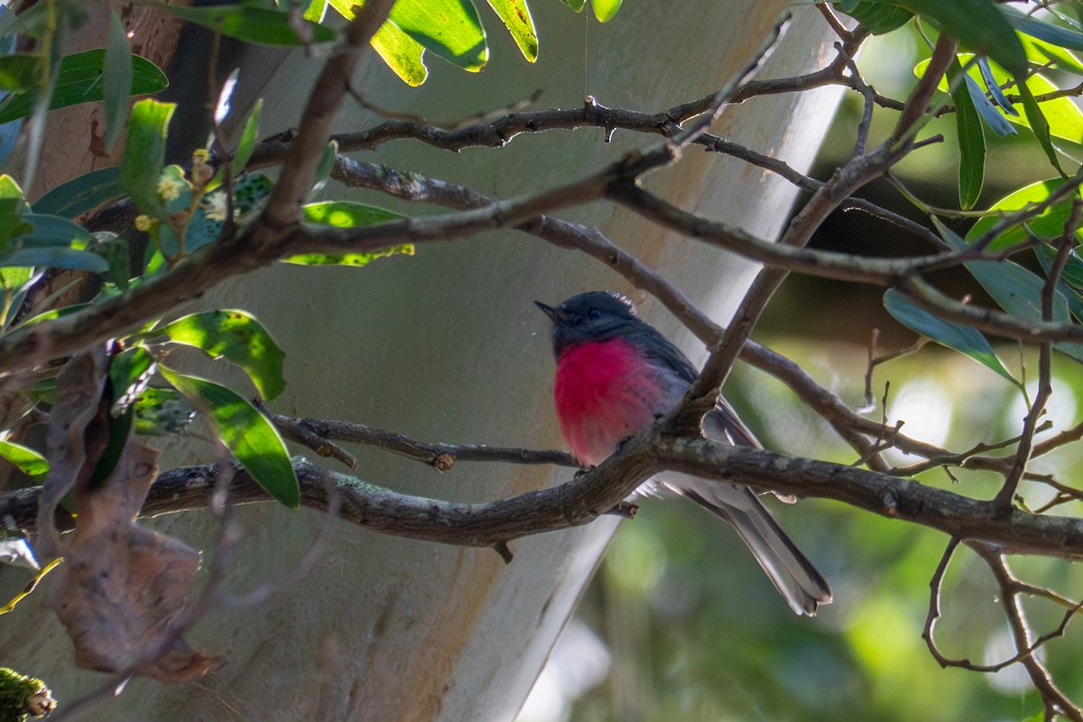 Rose Robin - ML643686611