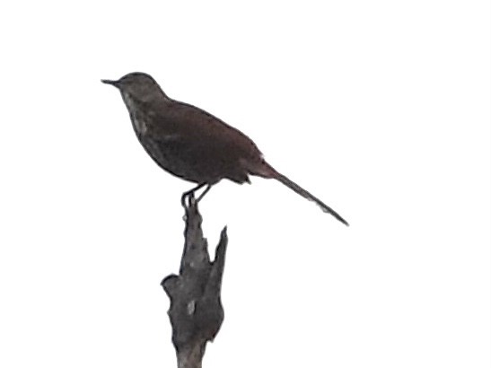 Brown Thrasher - ML643686619