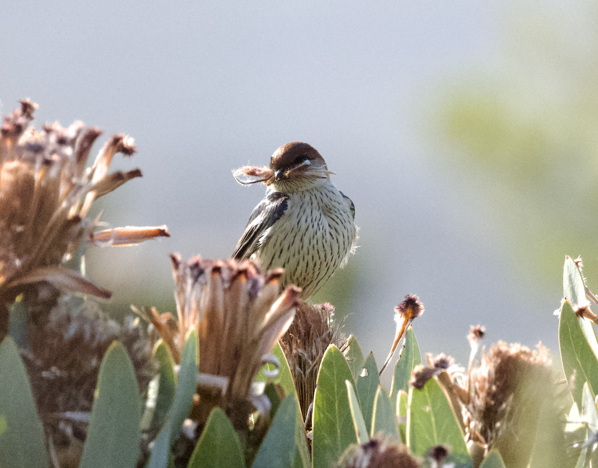 Greater Striped Swallow - ML643686620