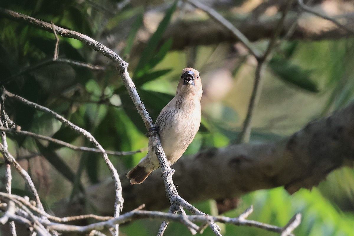 Scaly-breasted Munia - ML643686652