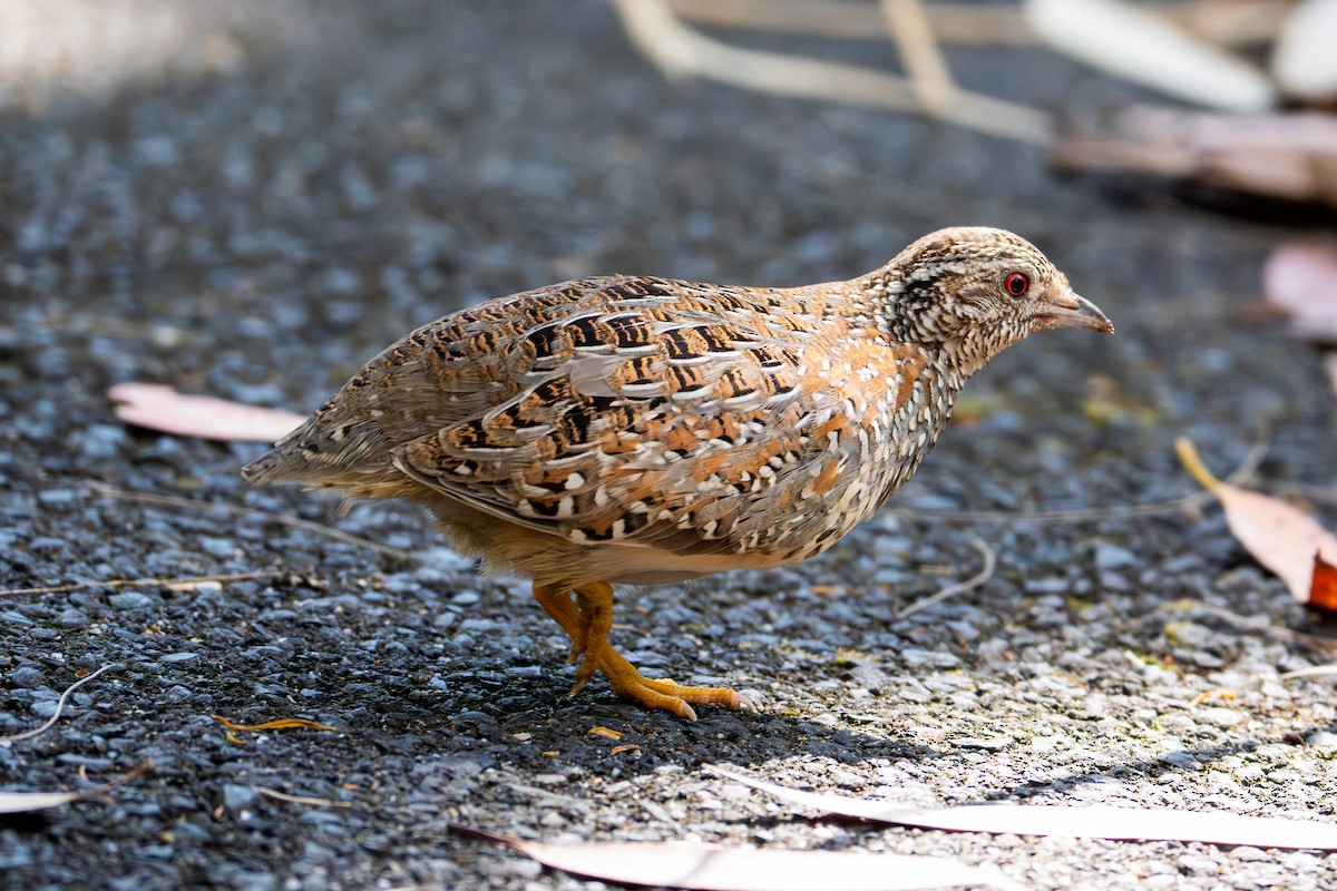 Boyalı Bıldırcınyelvesi - ML643686677