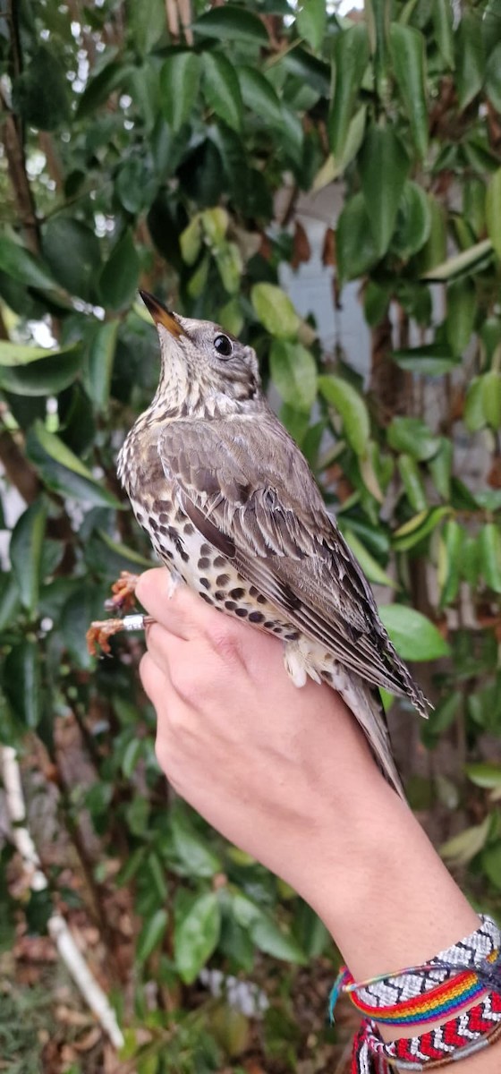 Mistle Thrush - ML643686706