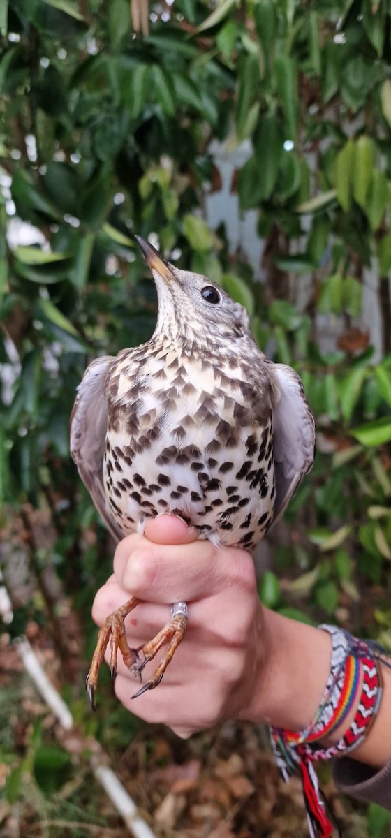 Mistle Thrush - ML643686708