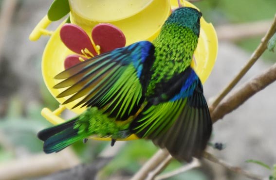Green-headed Tanager - ML643686722