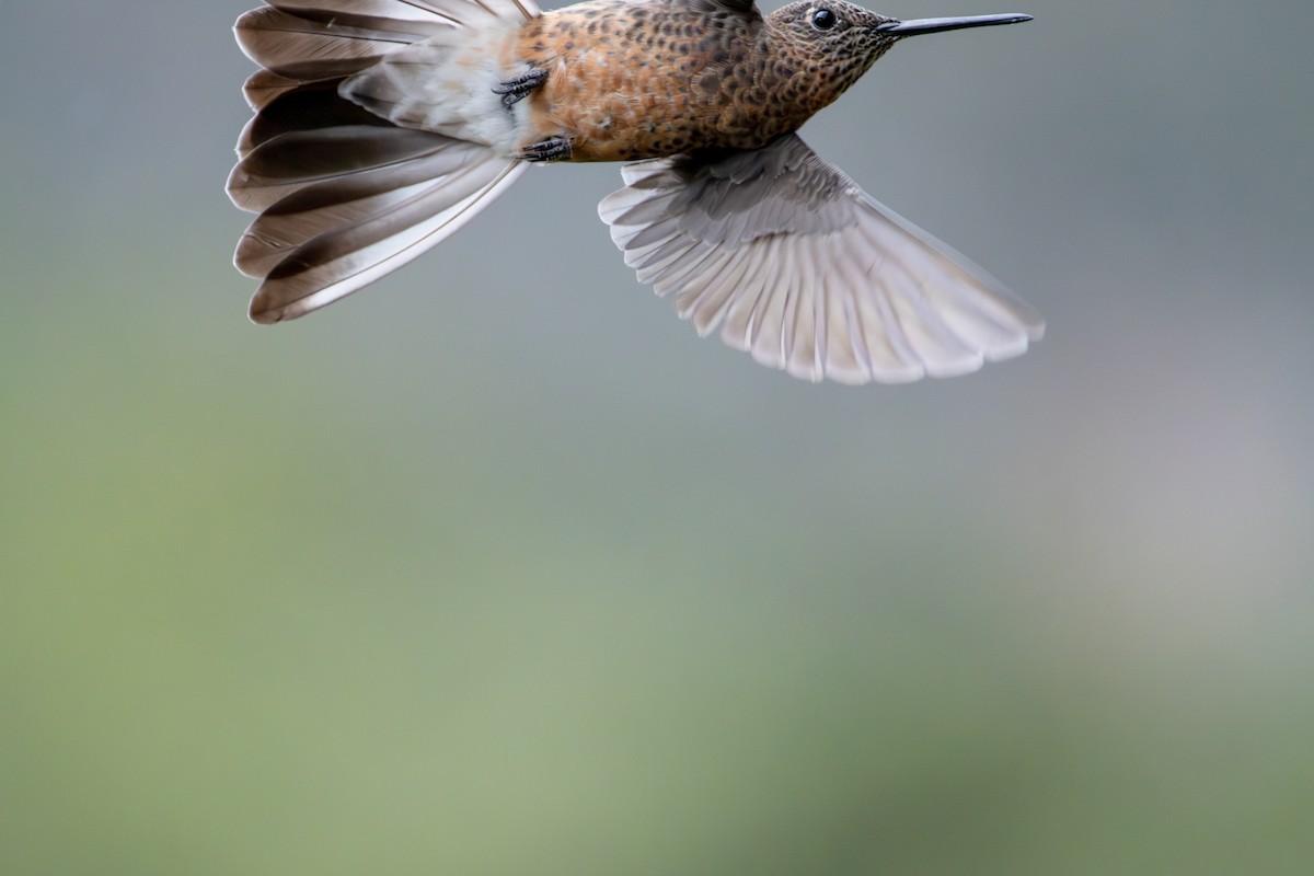 kjempekolibri - ML643686726