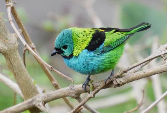 Green-headed Tanager - ML643686732