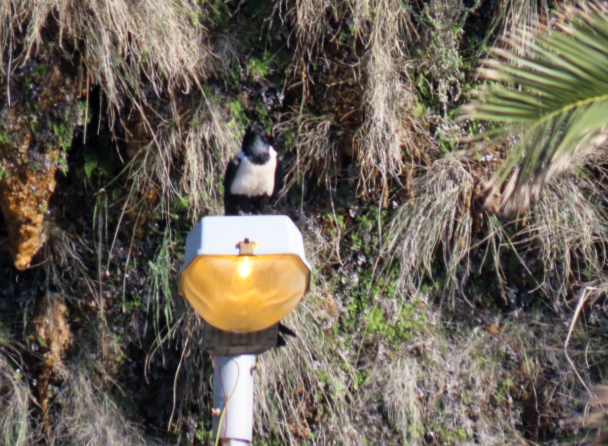 Pied Crow - ML643686734
